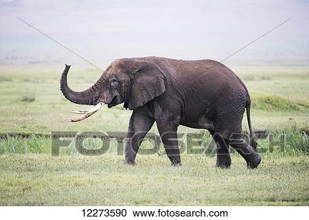 Stock Image - Large bull elephant walks with raised trunk in Ngorongoro Crater; Tanzania. Fotosearch