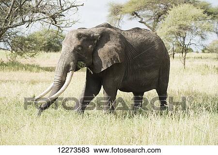 Stock Image - Large female elephant in Tarangire National Park; Tanzania. Fotosearch