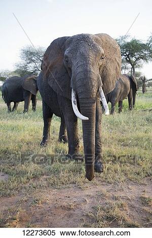 Stock Photography - Large female elephant in Tarangire National Park; Tanzania. Fotosearch