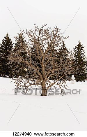 Leafless deciduous tree in winter with footprints in the foreground and snowman in the background; Edmonton, Alberta, Canada View Large Photo Image Stock Image - Leafless deciduous tree in winter with footprints in the foreground and snowman in the background; Edmonton, Alberta, Canada. Fotosearch