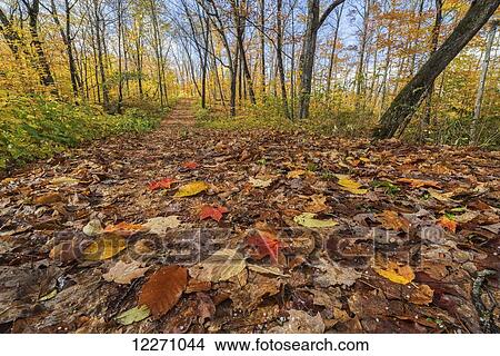 Picture - Leaves litter the forest path during autumn in the forests of Algonquin Park; Ontario, Canada. Fotosearch