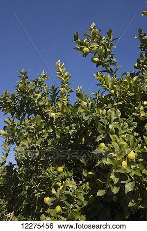 Lemons on tree ripening in the sun; Salinas, California, United States of America View Large Photo Image Stock Photograph - Lemons on tree ripening in the sun; Salinas, California, United States of America. Fotosearch