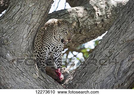 Leopard in tree licking lips while feeding on Wildebeest calf near Ndutu, Ngorongoro Crater Conservation Area; Tanzania View Large Photo Image Stock Image - Leopard in tree licking lips while feeding on Wildebeest calf near Ndutu, Ngorongoro Crater Conservation Area; Tanzania. Fotosearch