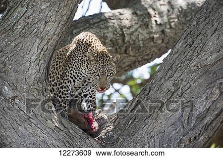 Stock Photo - Leopard in tree licking lips while feeding on Wildebeest calf near Ndutu, Ngorongoro Crater Conservation Area; Tanzania. Fotosearch