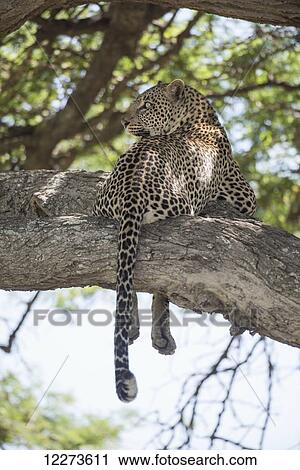 Leopard looks back over shoulder while sprawled on tree limb near Ndutu, Ngorongoro Crater Conservation Area; Tanzania View Large Photo Image Stock Image - Leopard looks back over shoulder while sprawled on tree limb near Ndutu, Ngorongoro Crater Conservation Area; Tanzania. Fotosearch