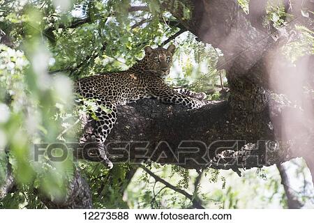Stock Photo - Leopard resting in tree in Lake Manyara National Park; Tanzania. Fotosearch