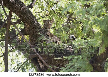 Leopard resting in tree in Lake Manyara National Park; Tanzania View Large Photo Image Stock Photograph - Leopard resting in tree in Lake Manyara National Park; Tanzania. Fotosearch