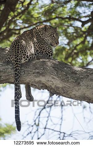 Leopard resting in tree near Ndutu, Ngorongoro Crater Conservation Area; Tanzania View Large Photo Image Stock Photography - Leopard resting in tree near Ndutu, Ngorongoro Crater Conservation Area; Tanzania. Fotosearch