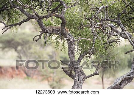 Leopard sprawled in tree in Tarangire National Park; Tanzania View Large Photo Image Stock Photo - Leopard sprawled in tree in Tarangire National Park; Tanzania. Fotosearch
