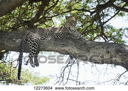 Picture - Leopard sprawled on tree limb near Ndutu, Ngorongoro Crater Conservation Area; Tanzania. Fotosearch