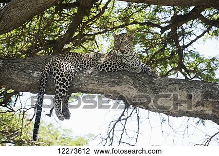 Leopard sprawled on tree limb near Ndutu, Ngorongoro Crater Conservation Area; Tanzania View Large Photo Image Stock Image - Leopard sprawled on tree limb near Ndutu, Ngorongoro Crater Conservation Area; Tanzania. Fotosearch