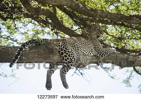 Stock Photo - Leopard sprawled on tree limb near Ndutu, Ngorongoro Crater Conservation Area; Tanzania. Fotosearch
