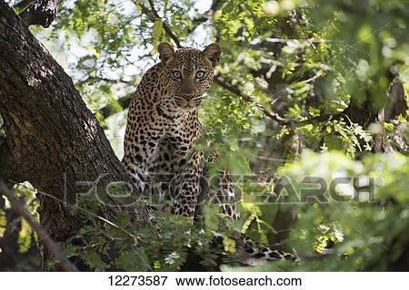 Stock Photo - Leopard staring from tree in Lake Manyara National Park; Tanzania. Fotosearch