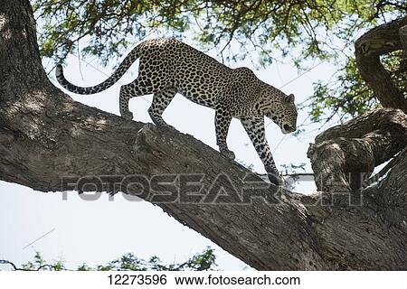 Leopard walking on tree limb near Ndutu, Ngorongoro Crater Conservation Area; Tanzania View Large Photo Image Stock Photograph - Leopard walking on tree limb near Ndutu, Ngorongoro Crater Conservation Area; Tanzania. Fotosearch