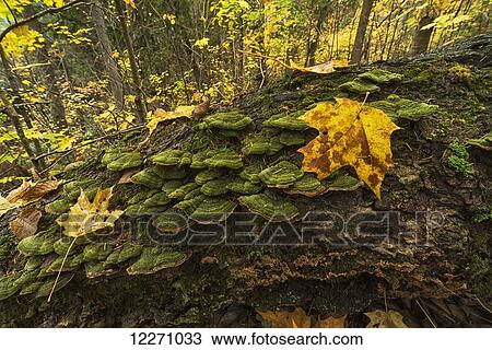 Lichen covered fallen log along the Track and Tower trail in Algonquin Park in autumn; Ontario, Canada View Large Photo Image Stock Image - Lichen covered fallen log along the Track and Tower trail in Algonquin Park in autumn; Ontario, Canada. Fotosearch