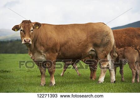 Limousin beef cattle in pasture; Cumbria, England View Large Photo Image Stock Image - Limousin beef cattle in pasture; Cumbria, England. Fotosearch