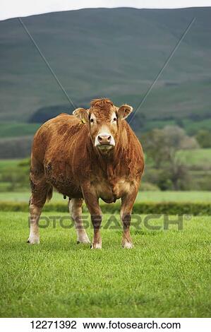 Stock Image - Limousin cow in upland pasture; Cumbria, England. Fotosearch