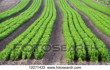 Stock Image - Lines of carrots growing in field; North Yorkshire, England. Fotosearch