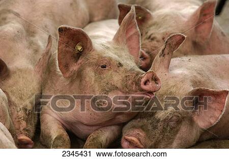 Livestock - Hogs in a hog confinement facility / Iowa, USA. View Large Photo Image Stock Image - Livestock - Hogs in a hog confinement facility / Iowa, USA.. Fotosearch