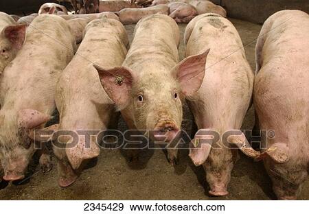 Stock Photo - Livestock - Hogs in a hog confinement facility / Iowa, USA.. Fotosearch