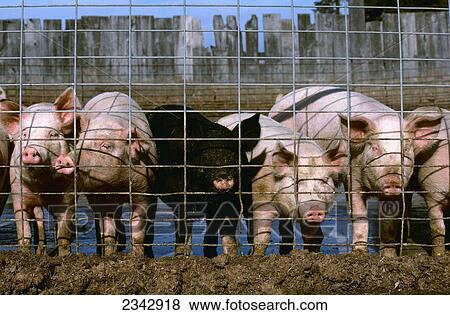 Stock Photo - Livestock - Hogs lined up at a fence / Minnesota, USA.. Fotosearch