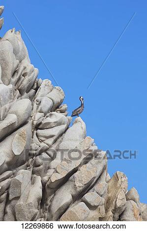 Lonely pelican surveying ocean on oddly shaped rocky coastline; Cabo San Lucas, Mexico View Large Photo Image Stock Photograph - Lonely pelican surveying ocean on oddly shaped rocky coastline; Cabo San Lucas, Mexico. Fotosearch