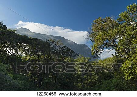 Looking through forest to the ridge of Mount Mulanje; Malawi View Large Photo Image Stock Photograph - Looking through forest to the ridge of Mount Mulanje; Malawi. Fotosearch