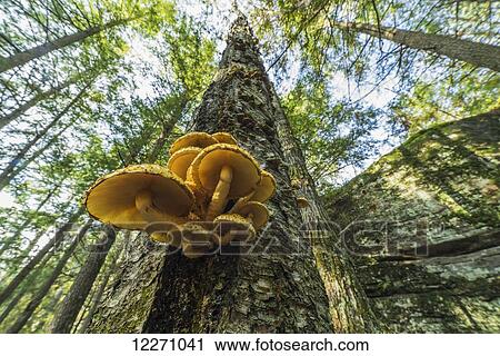 Looking up at a cluster of mushrooms growing out of a tree, near Bracebridge; Ontario, Canada View Large Photo Image Stock Image - Looking up at a cluster of mushrooms growing out of a tree, near Bracebridge; Ontario, Canada. Fotosearch