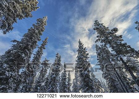 Stock Image - Looking up at the trees in winter; Whitehorse, Yukon, Canada. Fotosearch