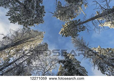 Stock Photo - Looking up at the trees in winter; Whitehorse, Yukon, Canada. Fotosearch