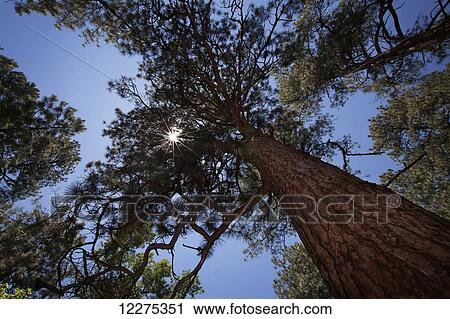 Stock Image - Looking up beside a large Ponderosa Pine tree through the branches to the sunlight and blue sky; United States of America. Fotosearch