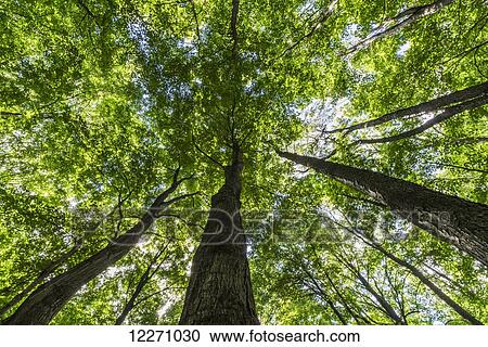 Stock Image - Looking up into the canopy of deciduous trees in an Ontario forest; Strathroy, Ontario, Canada. Fotosearch