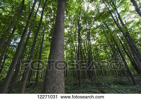 Looking up into the canopy of deciduous trees in an Ontario forest; Strathroy, Ontario, Canada View Large Photo Image Stock Image - Looking up into the canopy of deciduous trees in an Ontario forest; Strathroy, Ontario, Canada. Fotosearch