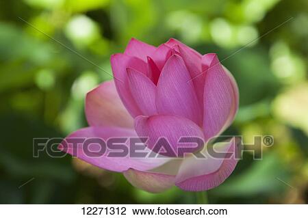 Lotus blossom, National Tropical Botanical Garden; Lawai, Kauai, Hawaii, United States of America View Large Photo Image Stock Image - Lotus blossom, National Tropical Botanical Garden; Lawai, Kauai, Hawaii, United States of America. Fotosearch