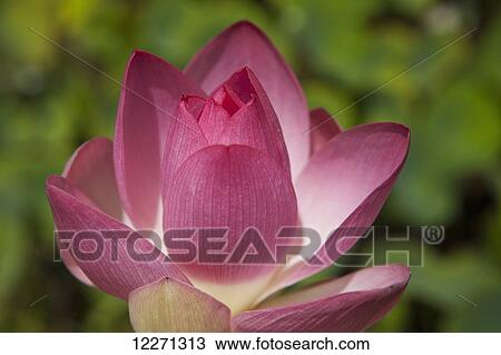 Stock Image - Lotus blossom, National Tropical Botanical Garden; Lawai, Kauai, Hawaii, United States of America. Fotosearch
