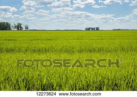 Picture - Lush green, grass field with blue sky and cloud; Uruguay. Fotosearch