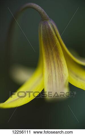 Stock Image - Macro detail of a small yellow flower; Ontario, Canada. Fotosearch