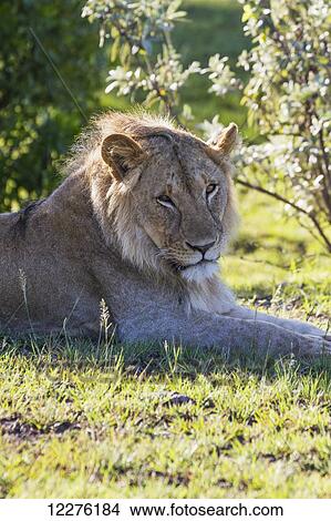 Male East African lion (Panthera leo nubica), Mara Naboisho Conservancy; Kenya View Large Photo Image Picture - Male East African lion (Panthera leo nubica), Mara Naboisho Conservancy; Kenya. Fotosearch
