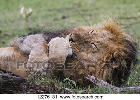 Male East African lion (Panthera leo nubica) licking his paw, Mara Naboisho Conservancy; Kenya View Large Photo Image Stock Image - Male East African lion (Panthera leo nubica) licking his paw, Mara Naboisho Conservancy; Kenya. Fotosearch