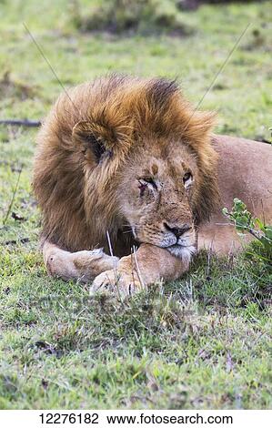 Stock Image - Male East African lion (Panthera leo nubica) laying on the grass, Mara Naboisho Conservancy; Kenya. Fotosearch