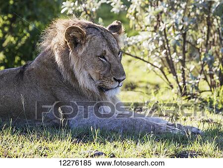 Male East African lion (Panthera leo nubica), Mara Naboisho Conservancy; Kenya View Large Photo Image Stock Photography - Male East African lion (Panthera leo nubica), Mara Naboisho Conservancy; Kenya. Fotosearch