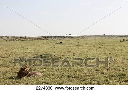 Stock Image - Male lion on savannah, Maasai Mara National Reserve; Kenya. Fotosearch