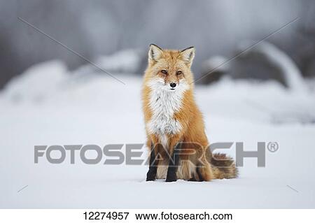 Male red fox (vulpes vulpes) sitting in the snow in winter; Montreal, Quebec, Canada View Large Photo Image Stock Photo - Male red fox (vulpes vulpes) sitting in the snow in winter; Montreal, Quebec, Canada. Fotosearch