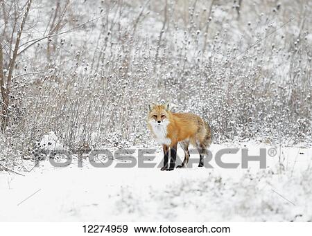 Stock Photo - Male red fox (vulpes vulpes) standing in the snow in winter; Montreal, Quebec, Canada. Fotosearch