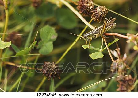 Male red-legged grasshopper (Melanoplus femurrubrum) eating clover; Edmonton, Alberta, Canada View Large Photo Image Stock Photography - Male red-legged grasshopper (Melanoplus femurrubrum) eating clover; Edmonton, Alberta, Canada. Fotosearch