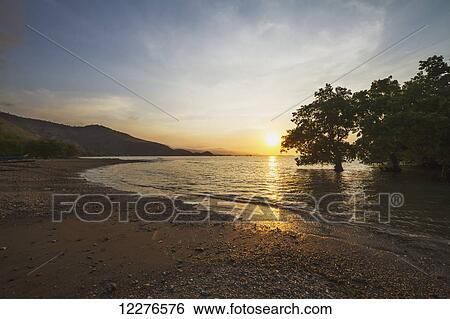 Mangroves in Aria Branca at sunset; Dili, East Timor View Large Photo Image Stock Photograph - Mangroves in Aria Branca at sunset; Dili, East Timor. Fotosearch