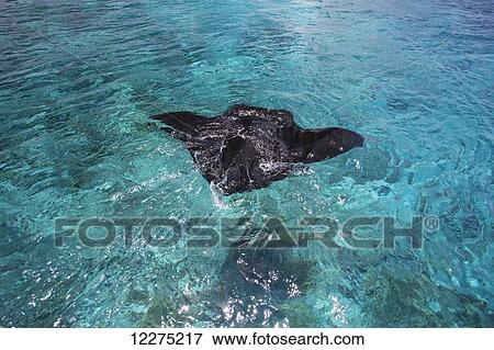 Manta Ray swimming in the ocean water; Tahiti View Large Photo Image Stock Photo - Manta Ray swimming in the ocean water; Tahiti. Fotosearch