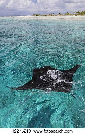 Manta Ray swimming in the ocean water; Tahiti View Large Photo Image Stock Photo - Manta Ray swimming in the ocean water; Tahiti. Fotosearch
