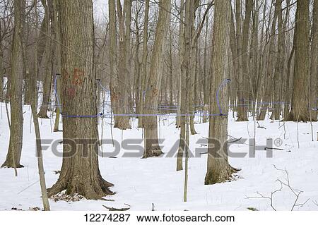 Maple sap tubing on sugar maple at syrup farm; Niagara, Ontario, Canada View Large Photo Image Stock Photo - Maple sap tubing on sugar maple at syrup farm; Niagara, Ontario, Canada. Fotosearch