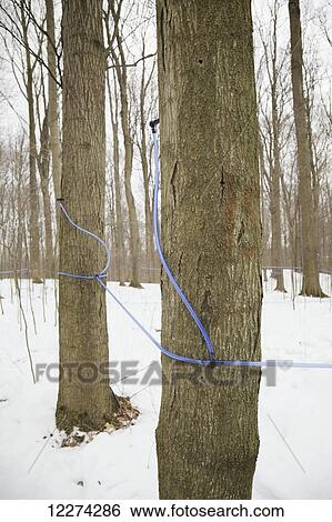 Stock Photograph - Maple sap tubing on sugar maple at syrup farm; Niagara, Ontario, Canada. Fotosearch